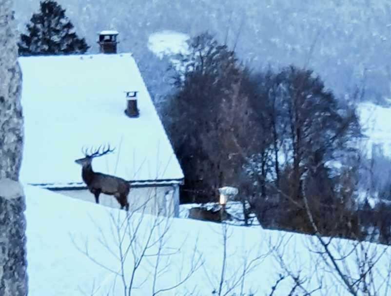La Ferme De Jean Entre Lacs Et Montagnes Saulxures-sur-Moselotte Kültér fotó