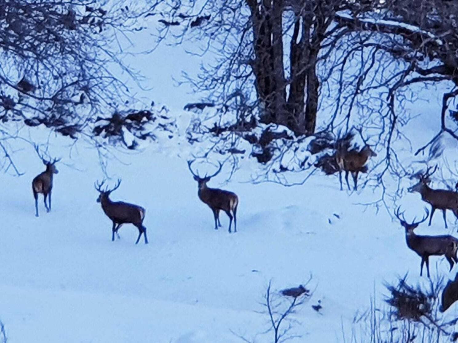 La Ferme De Jean Entre Lacs Et Montagnes Saulxures-sur-Moselotte Kültér fotó