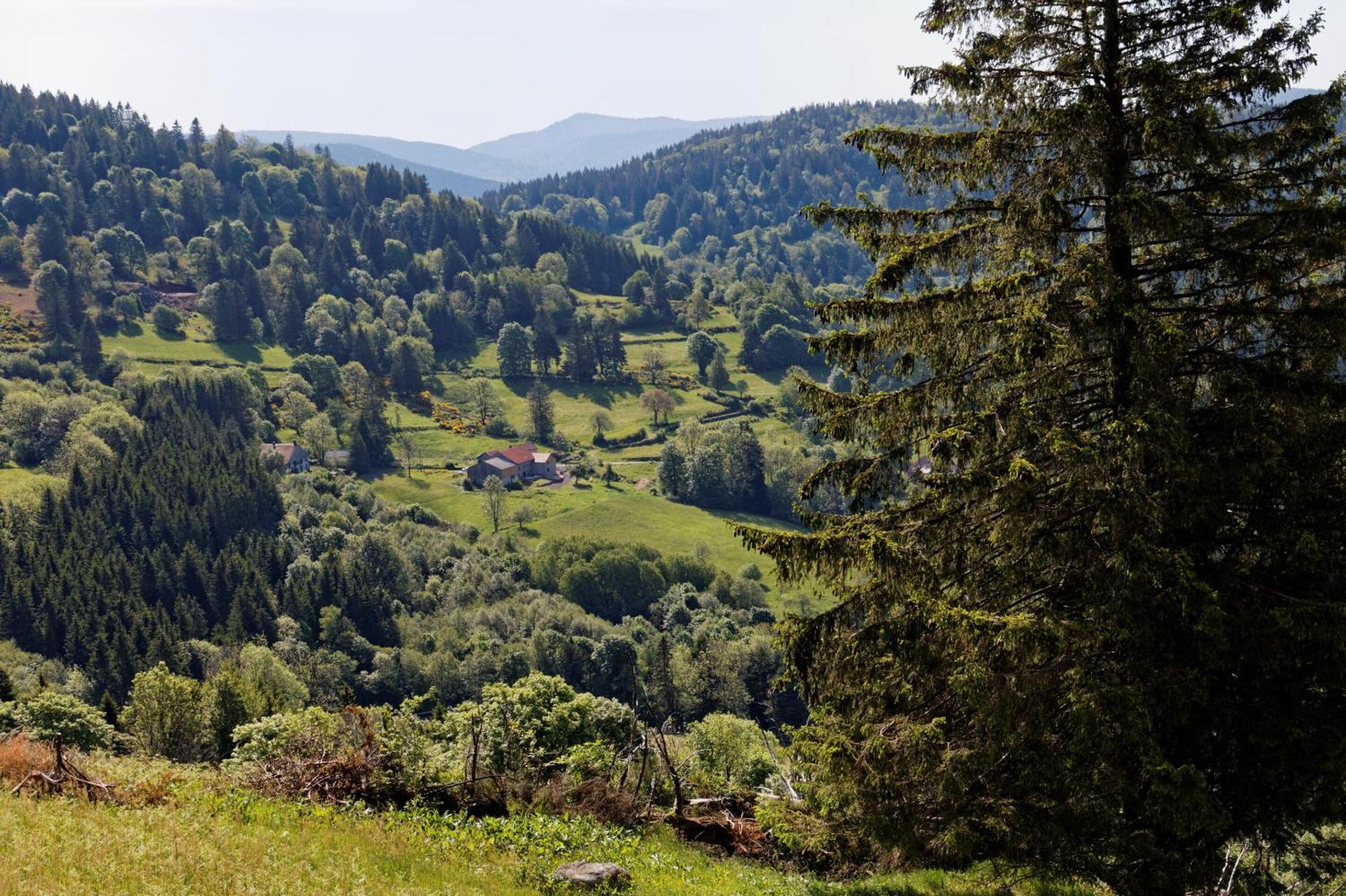 La Ferme De Jean Entre Lacs Et Montagnes Saulxures-sur-Moselotte Kültér fotó